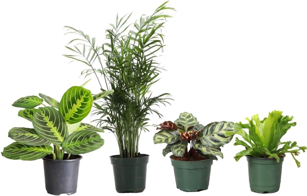 Live Pet Safe Houseplants (4 Pack), Grower’s Choice Bundle, 4″ Pots