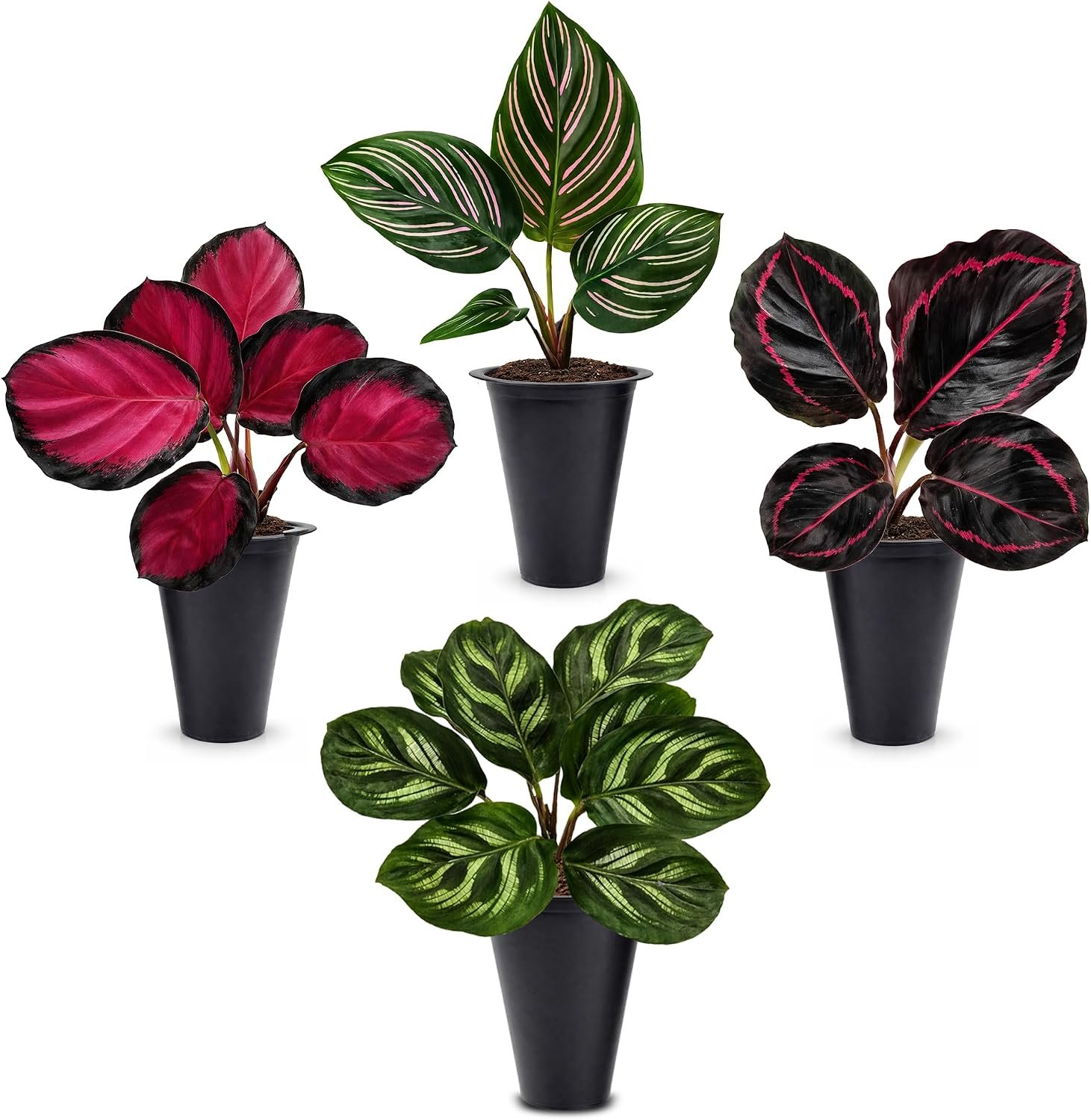 Calathea Collection (4 Pack) Live Plants – Prayer Plants, Air Purifying Plant Indoor, Easy Plants Live Houseplants, Perfect for Home, Room, or Office Decor, Real Plants Indoor/Outdoor