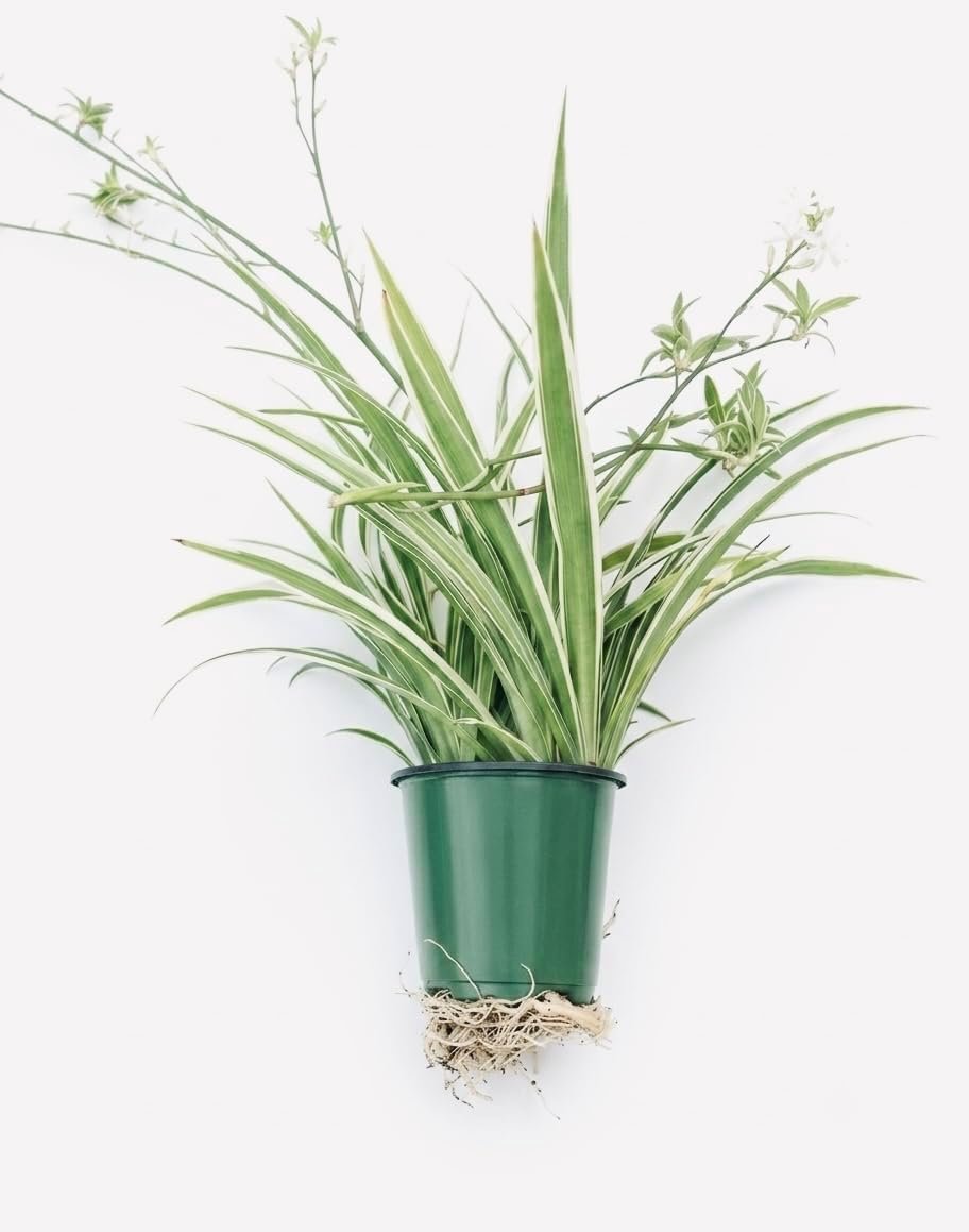 Variegated Spider Plant ‘Airplane’ – Air-Purifying, Low Maintenance, Thrives in Home & Office – Perfect for Plant Enthusiasts – Live houseplant in Potting Soil