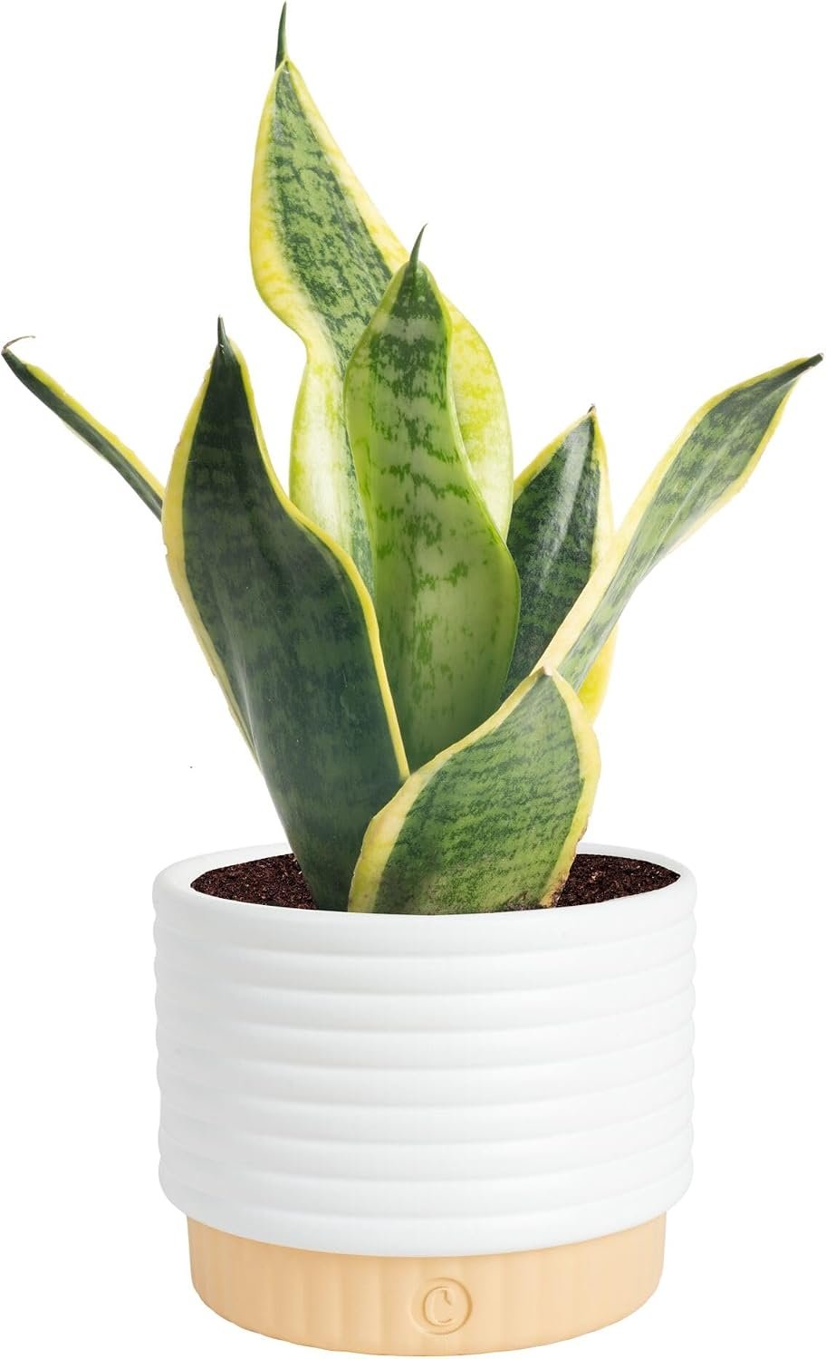 Costa Farms Snake Plant, Live Indoor Plant, Air Purifying, Easy Low Light