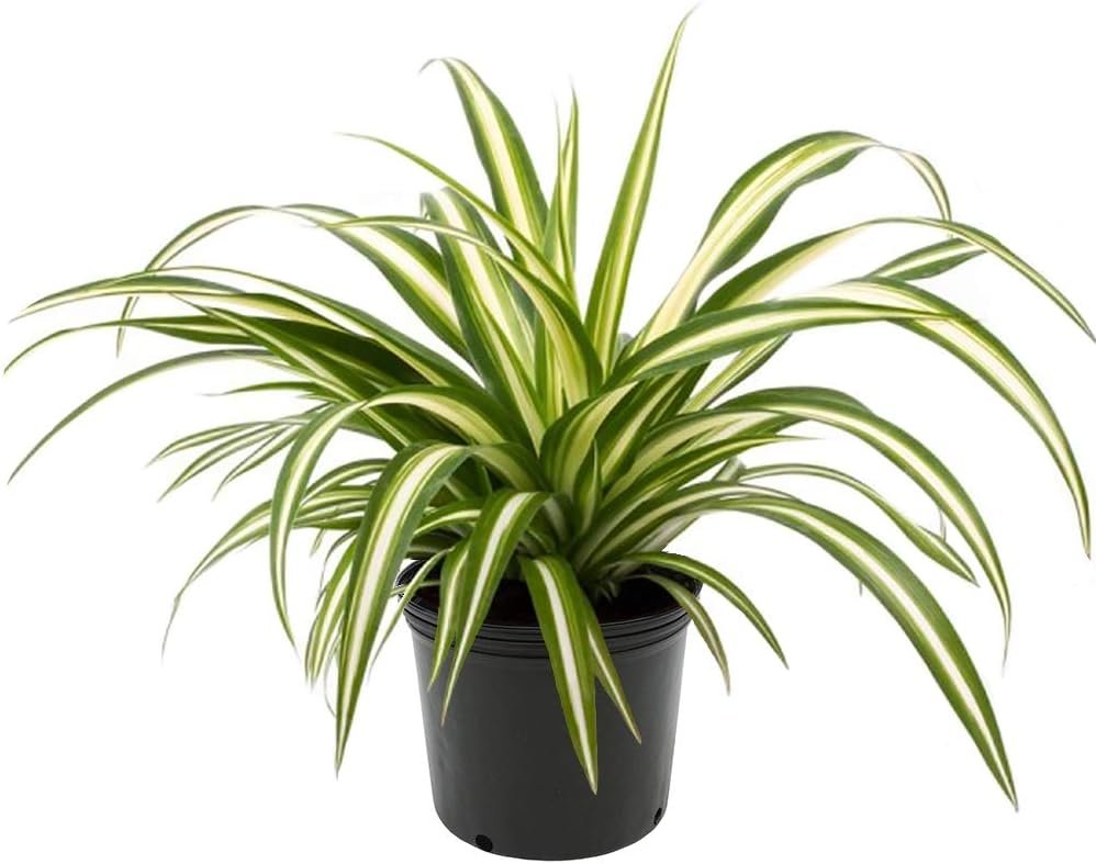 American Plant Exchange Spider Plant – 6-Inch Pot – Live Easy Care Indoor Houseplant, Air-Purifying, Pet-Friendly, Fast-Growing Trailing Plant for Home, Office & Hanging Basket Décor