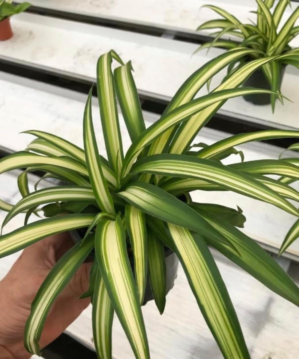 Spider Plant – Easy Grow/Cleans The Air – 6 inch Pot Live Plant BSBD