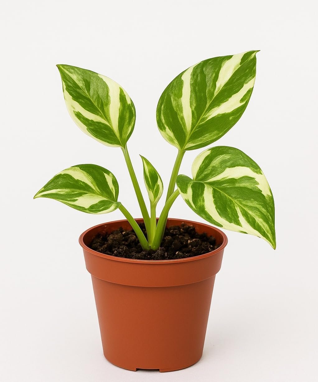 NJoy Pothos – Live Plant in 2 Inch Pot – Air Purifier Plant to Make Your House Healthier