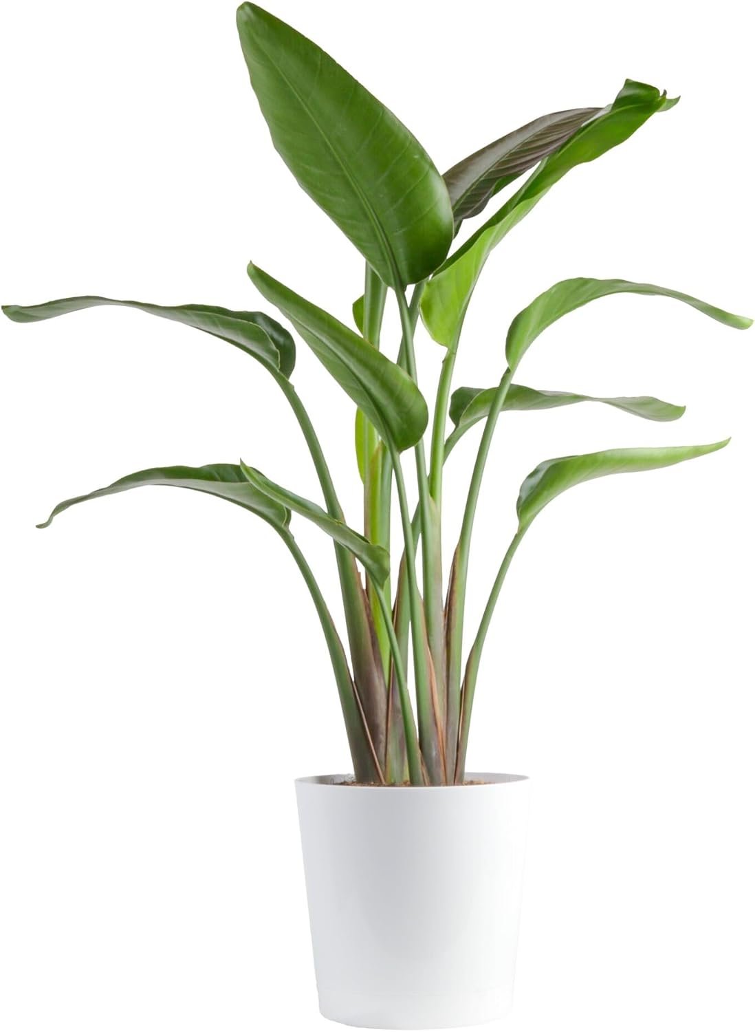 Costa Farms White Bird of Paradise, Live Indoor Plant, Easy Care