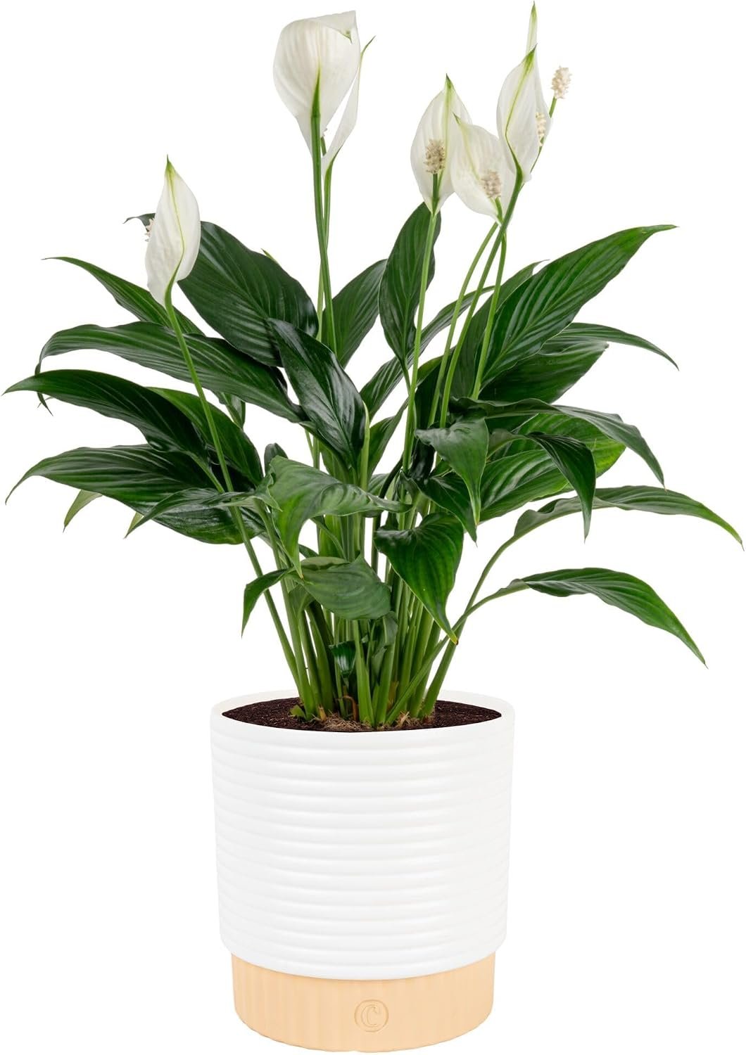 Costa Farms Peace Lily, Live Indoor Plant, Air Purifying, Flowers, 6-in Pot