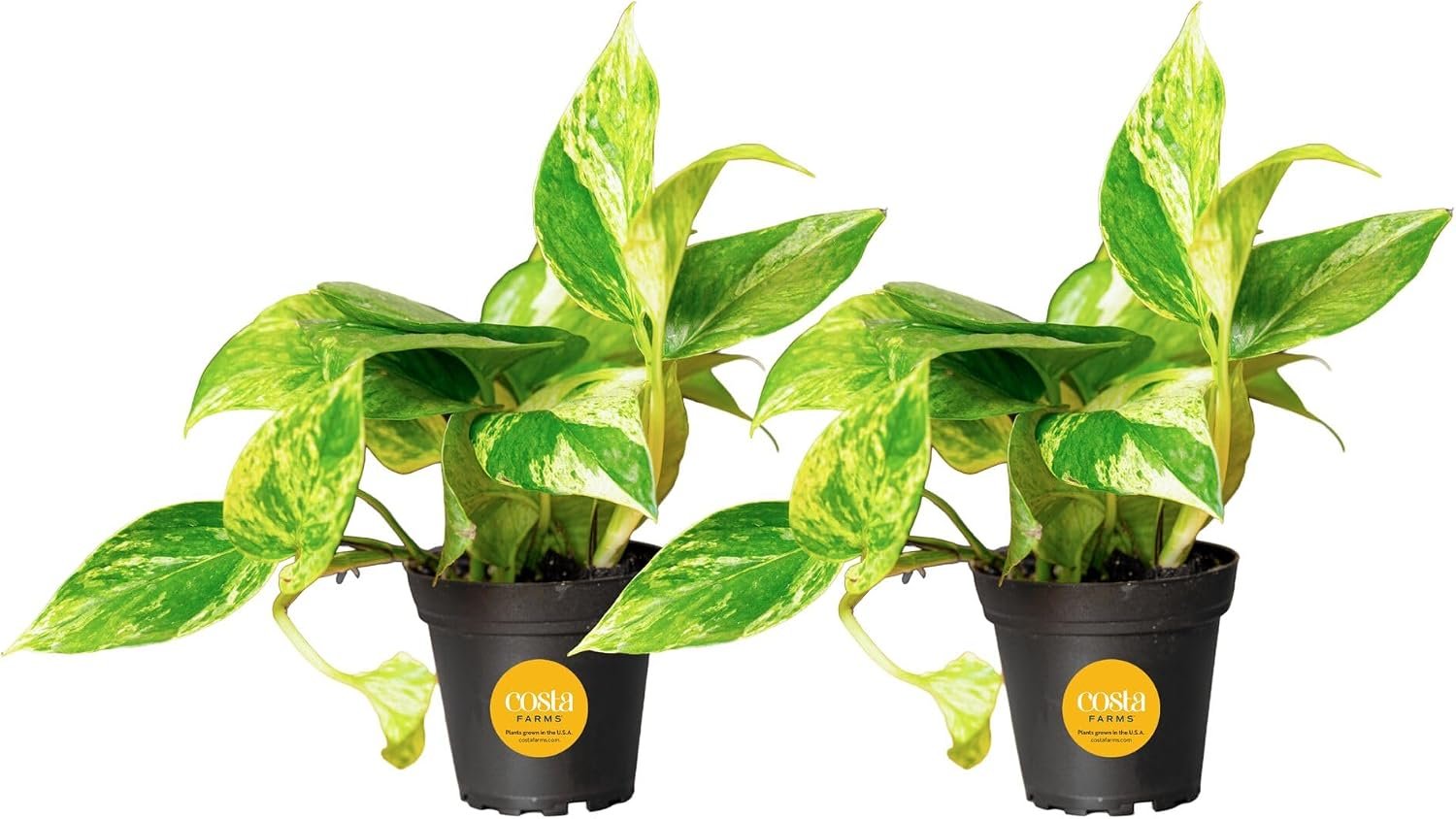 Costa Farms Golden Pothos, Live Indoor Plant, Trailing Vine, Air Purifying