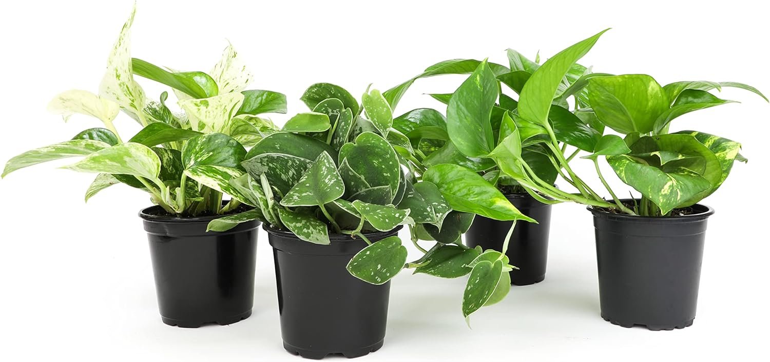Live Pothos Plants (4PK) Indoor Plants Live Houseplants, Pothos Live Plant House Plants, Money Plant Indoor Pothos Plant Decor, Devils Ivy Trailing Plants Live by Plants for Pets,Black