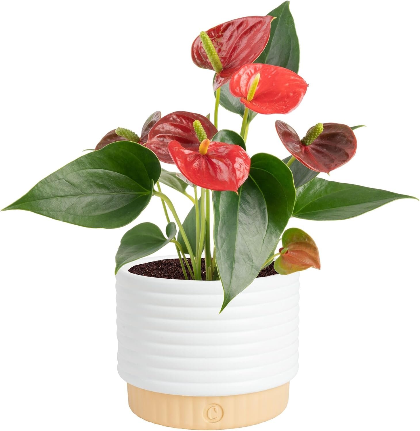 Costa Farms Anthurium, Live Indoor Plant, Easy Care, Home Decor