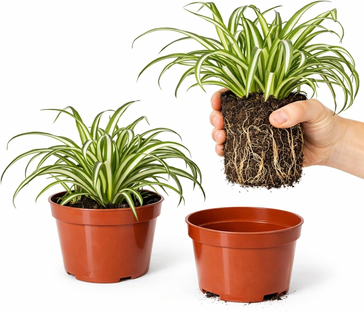 Easy to Grow Spider Plant Variegated 2 Full Size Potted Plants – Large Established Houseplants in 4″ Quart Pots – Indoor Outdoor, Low Maintenance, Air-Purifying (Not Starter Plugs)