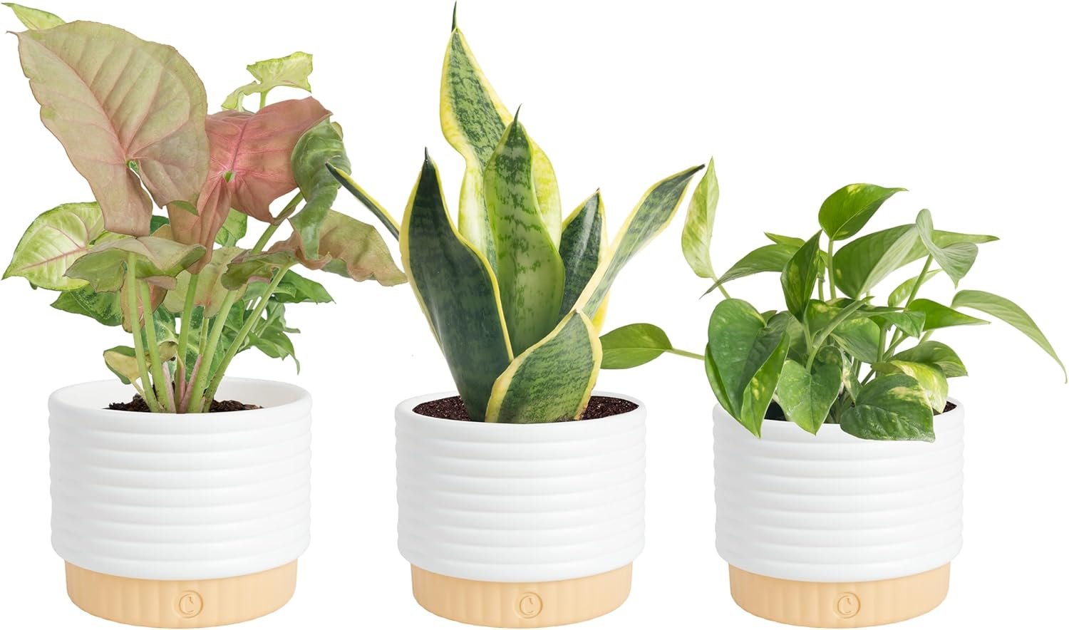 Costa Farms Live Indoor Plants Starter Collection, 4-Inch Pots, 3-Pack