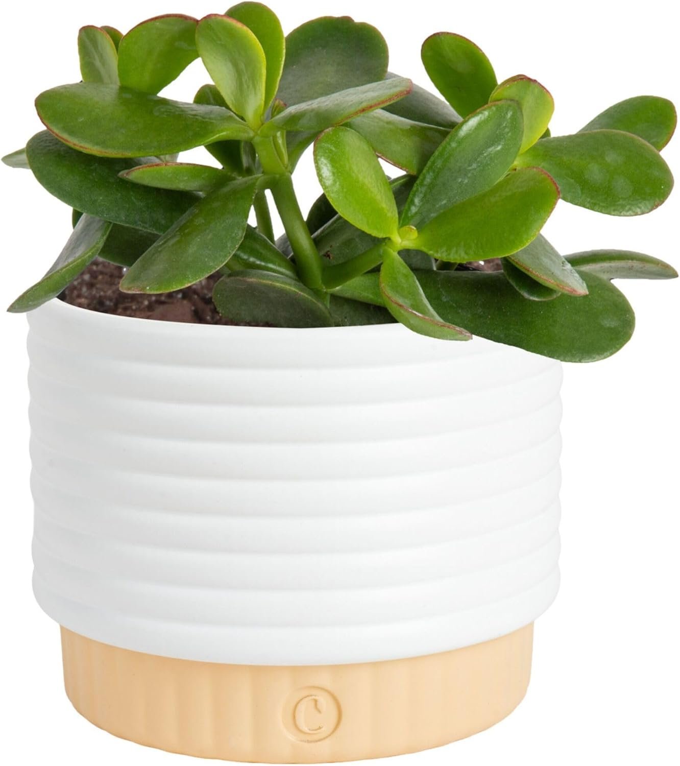 Costa Farms Succulent, Live Indoor Jade Plant, Easy Care, Home Decor