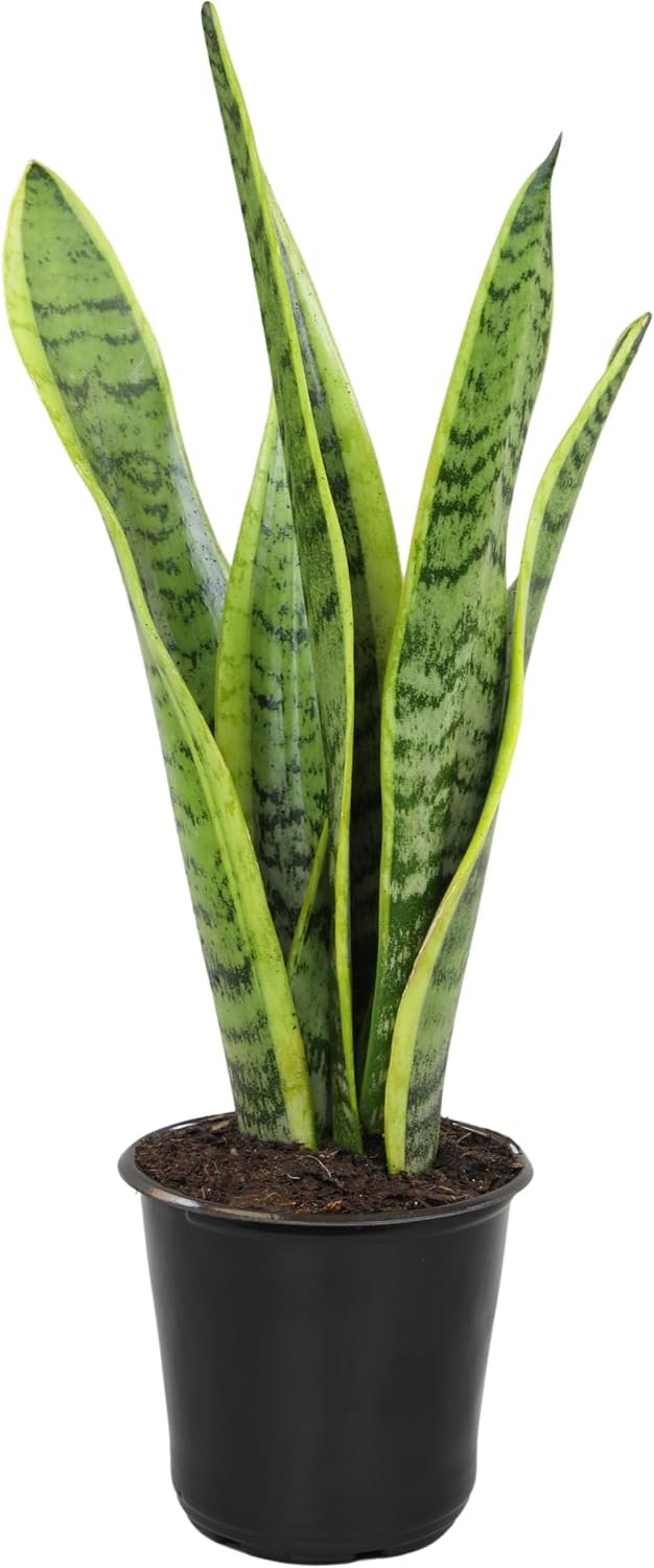 Altman Plants Live Snake Plant (Laurentii), Approx. 30″ Tall, Virtually Indestructible, Easy Succulent Houseplant, 4 in Pot