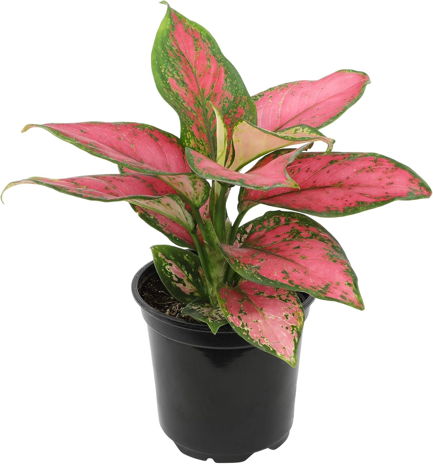 Live Aglaonema Chinese Evergreen Plant ‘Beauty’, Indoor Houseplant for Home or Office, Air Purifying Real Indoor Plants for Beginners, Variegated Tropical Houseplants, Easy to Grow