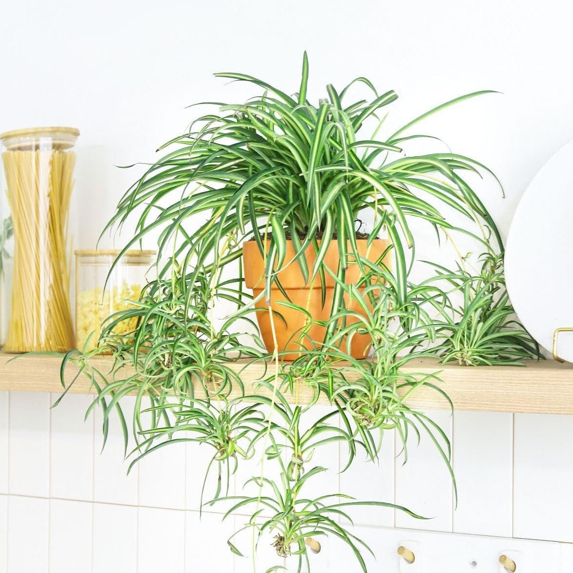 Spider Plant (4 inch) – Air-Purifying Houseplants – 4/6 inch Unique Live Decorative Houseplants – Low-Maintenance Indoor Plants, House Warming Gift, Natural Air Purifier