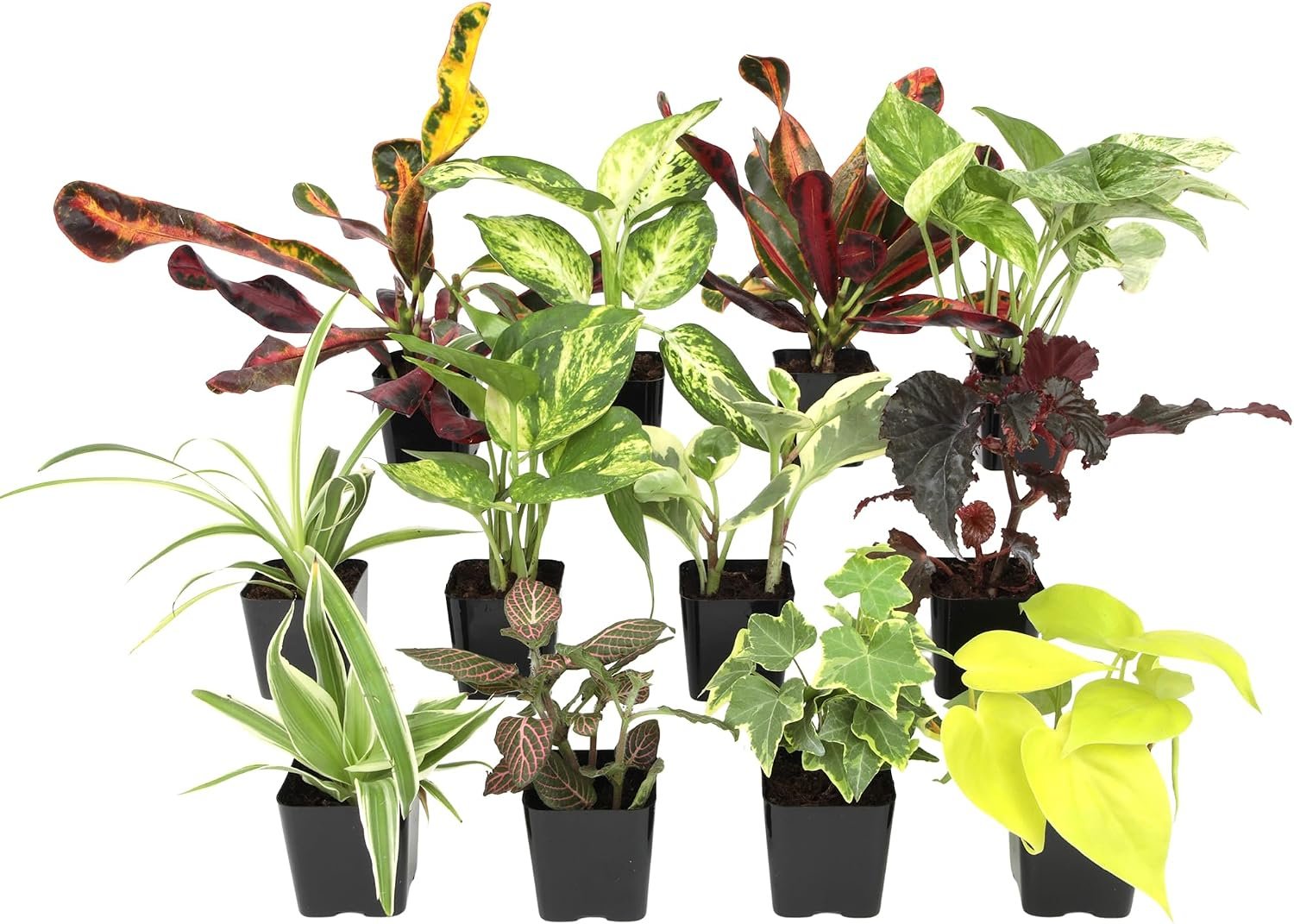 Easy to Grow Live Houseplants (12 Pack), Deluxe Collection of Assorted Air Purifying Indoor Plants, Peperomia, Spider Plants, Pothos, Easy Plant Care, 2 in Pots, Begonia, Croton