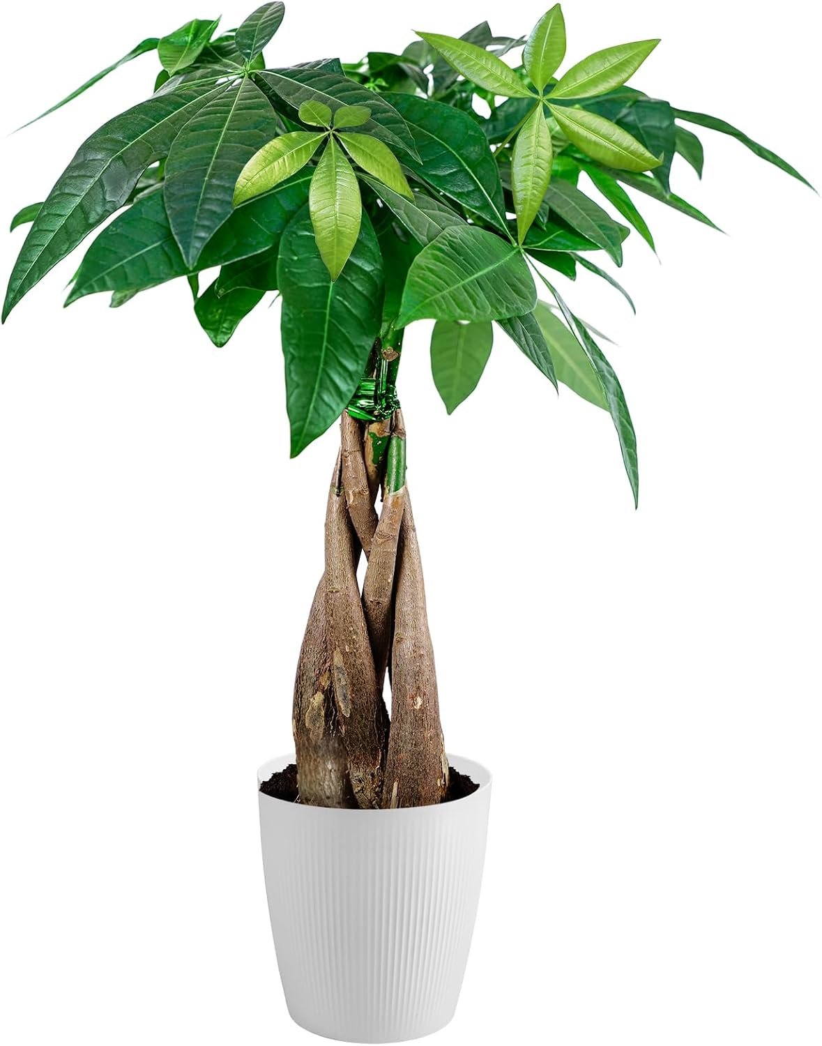 Money Tree Live Indoor Plant, Air Purifying, Easy Low Light