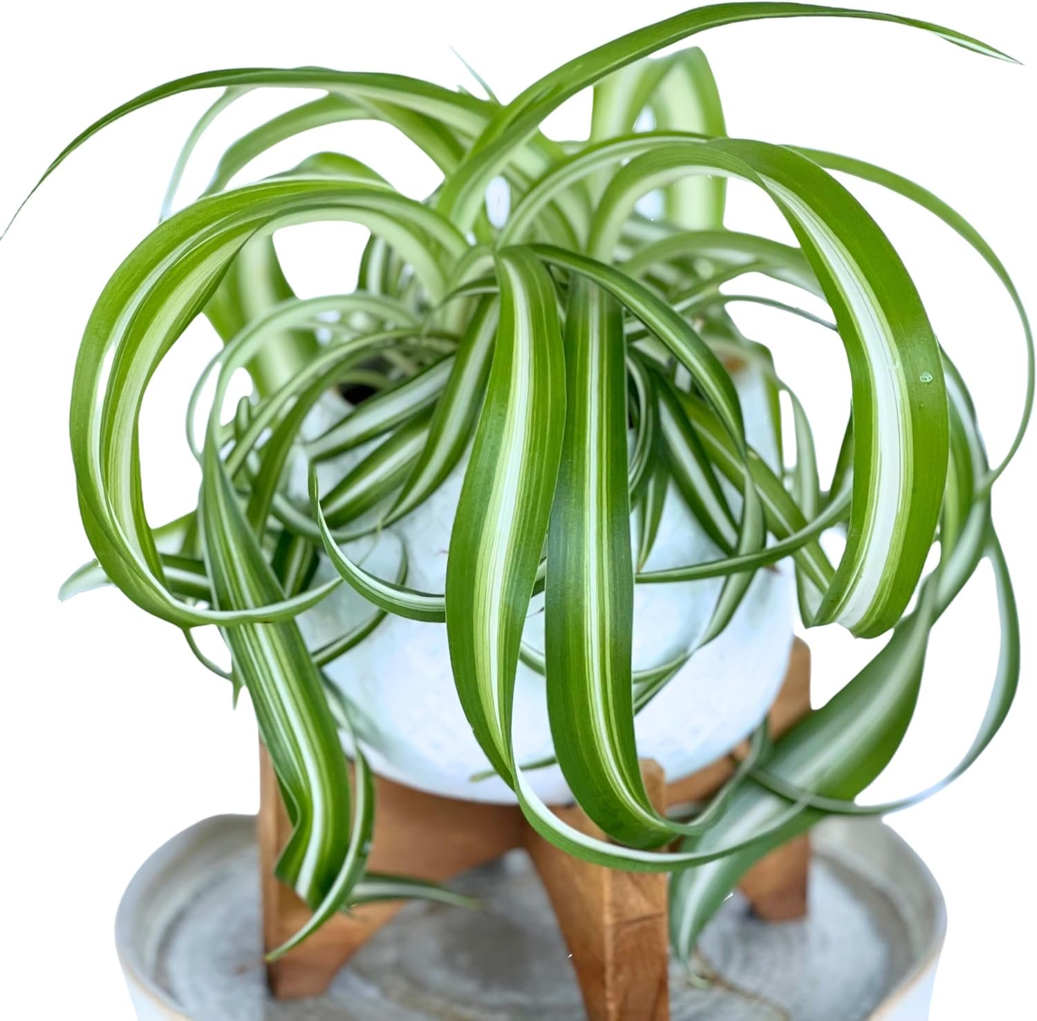 Dr. Lu’s Organic Bonnie Curly Spider Plant | Air Purifying House Plants | Rooted Spider Plant | Easy Grow Indoor Plants | Live Plants in 4” Nursery Pot
