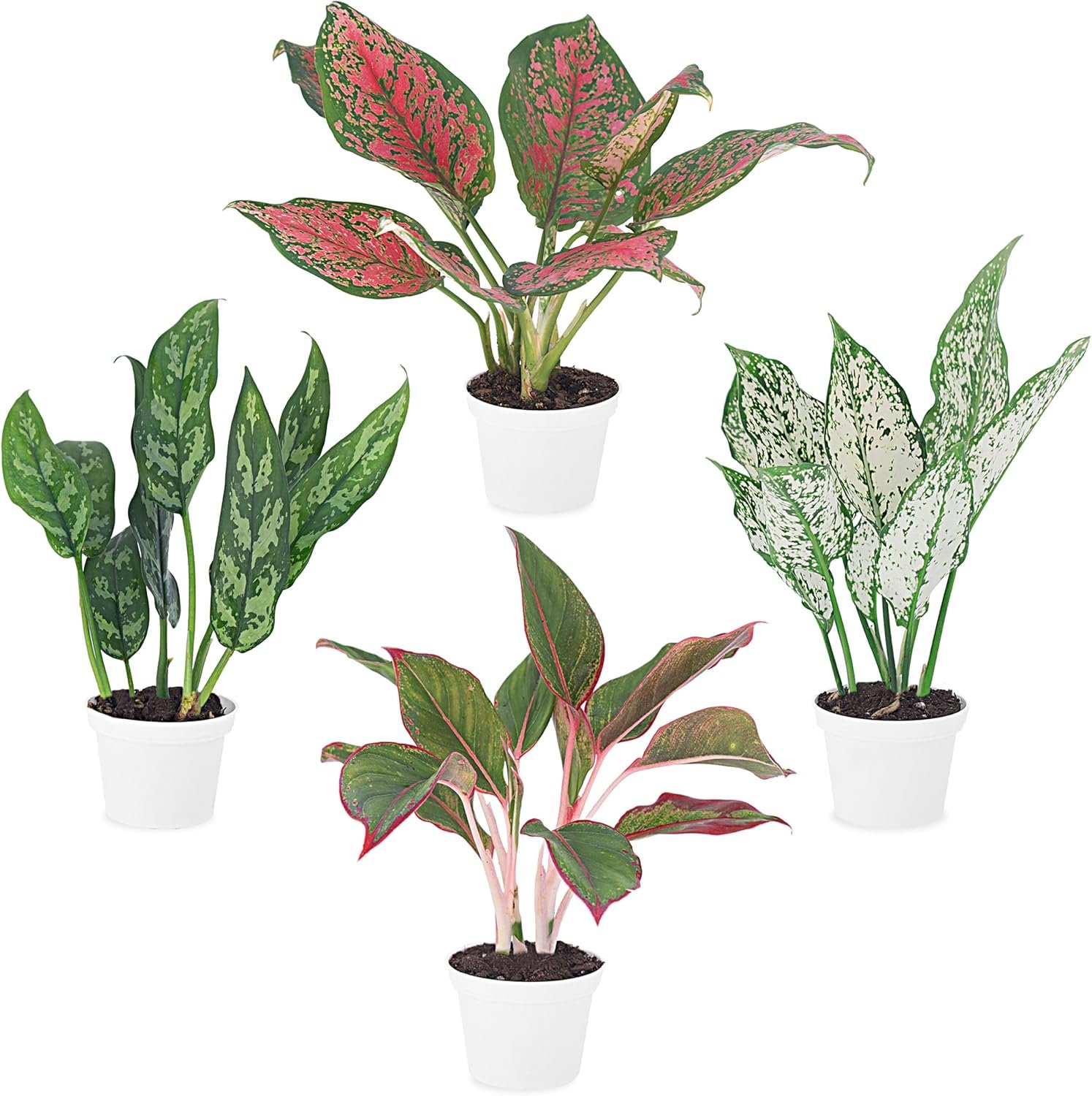 Aglaonema Live Plant Collection (4-Pack) – Chinese Evergreen Plants in 2-Inch Pots | Easy-Care Indoor Houseplants | Perfect for Low Light, Office Decor, and Air Purification