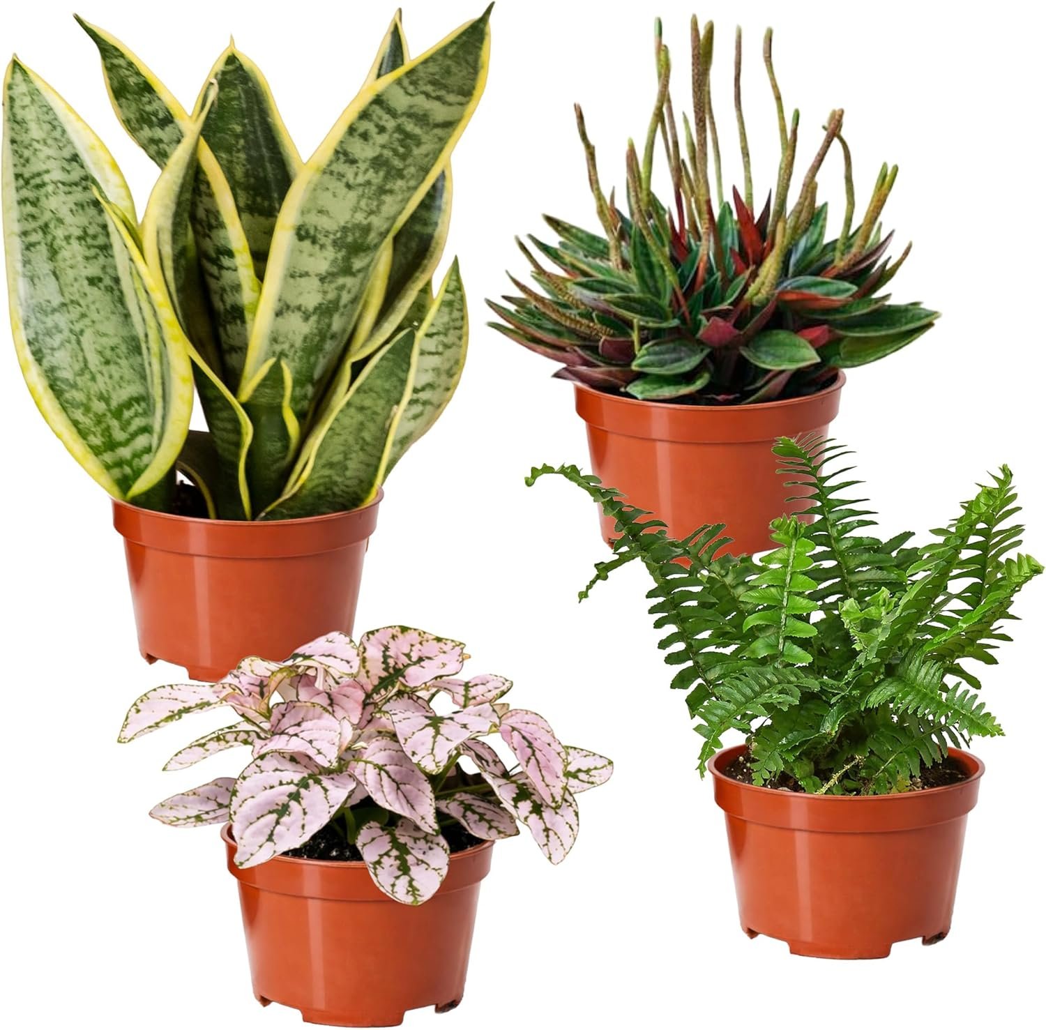 Easy to Grow Houseplants Mix Pack of 4 Full Size Potted Plants – Established & Rooted in 4″ Quart Pots, Growers Assorted Mix of Air-Purifying Large Plants (Not Starter Plugs)