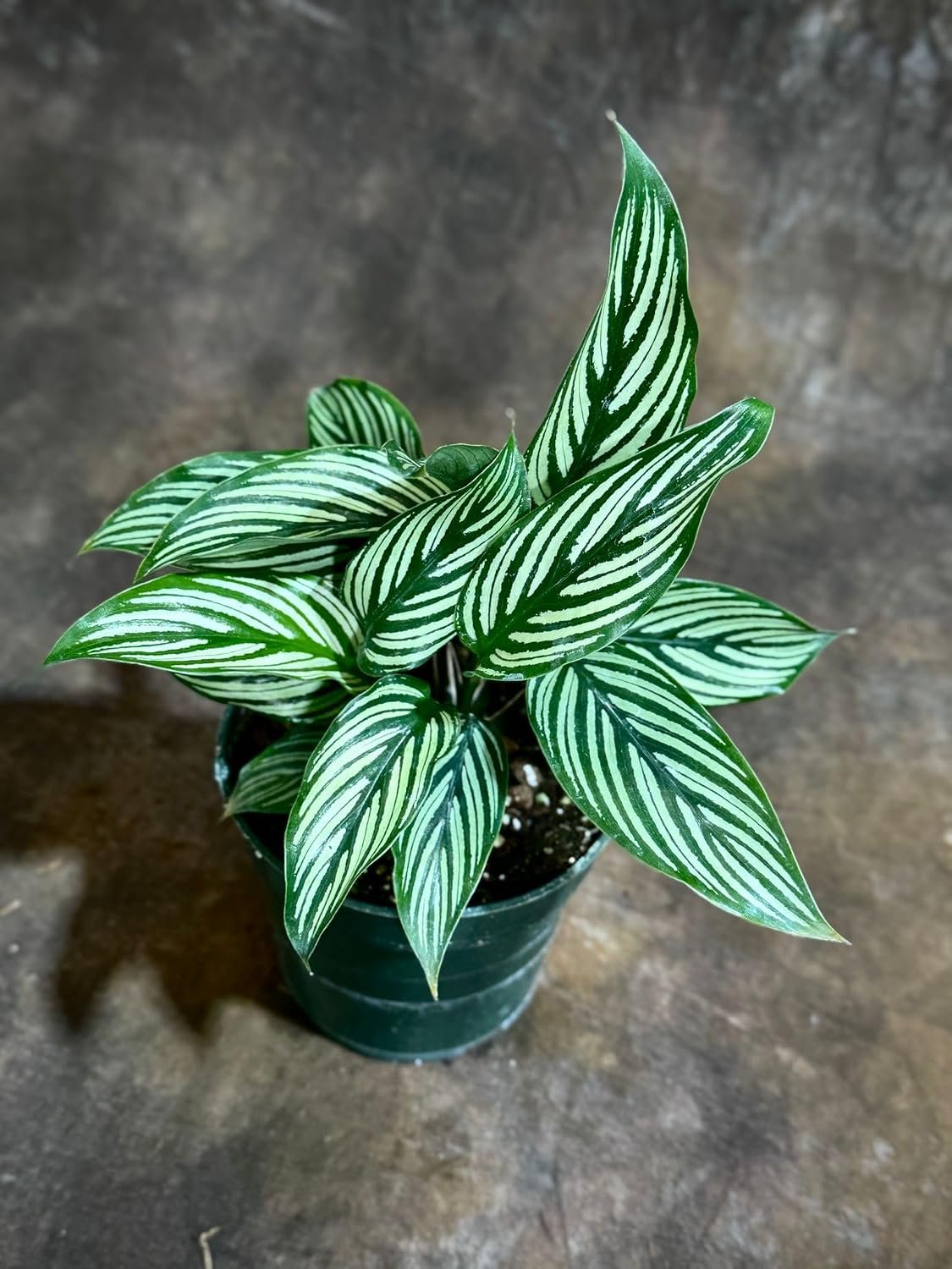 PLANTVERS Live Calathea Plant – Easy Care & Low Maintenance Tropical Houseplant – Air Purifying Indoor Plant for Low Light & Home Décor (Calathea Vittata 4″ Grow Pot, 4″ Grow Pot)
