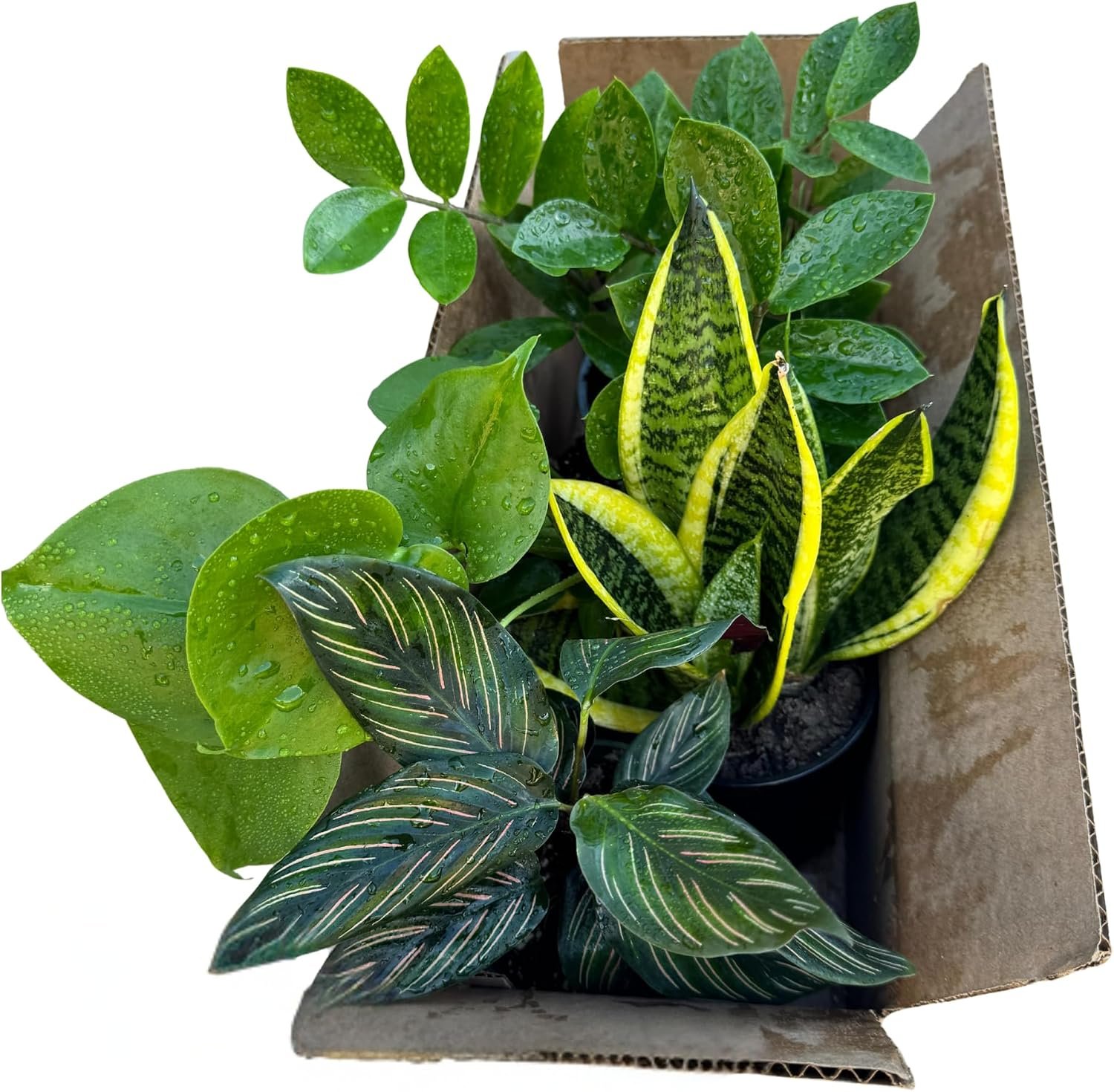 PLANTVERS Set of 4 Assorted Indoor Plants in 4″ Grow Pots – Live Houseplants – Easy Care Houseplants – Low Light & Air Purifying Decorative Plants