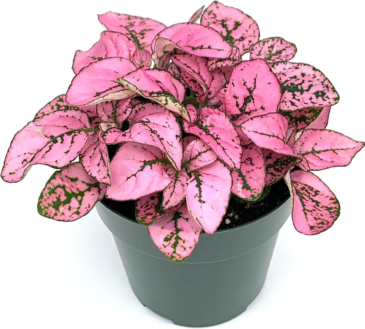 Hypoestes Pink Splash Live Potted House Plants Air Purifying in 3.5″ Pot