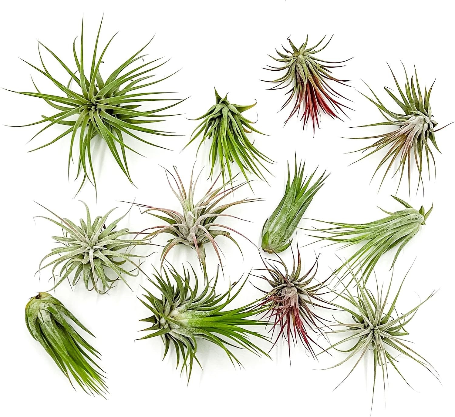 ragnaroc Air Plants – Tillandsia Ionantha Pack, Regular 1-3″ – 12ct – Live Arrival Guaranteed – House Plants for Home Decor & Gift
